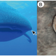 Los ojos del tiburón ballena